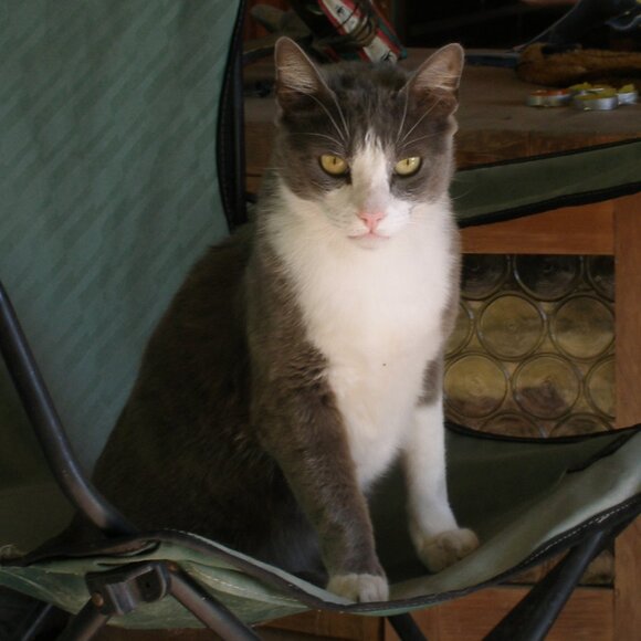 Cat-Friendly Home >^..^< A Cat Lady's Tribute To Her Past & Present Fur-Babies - Picture 5 of 7